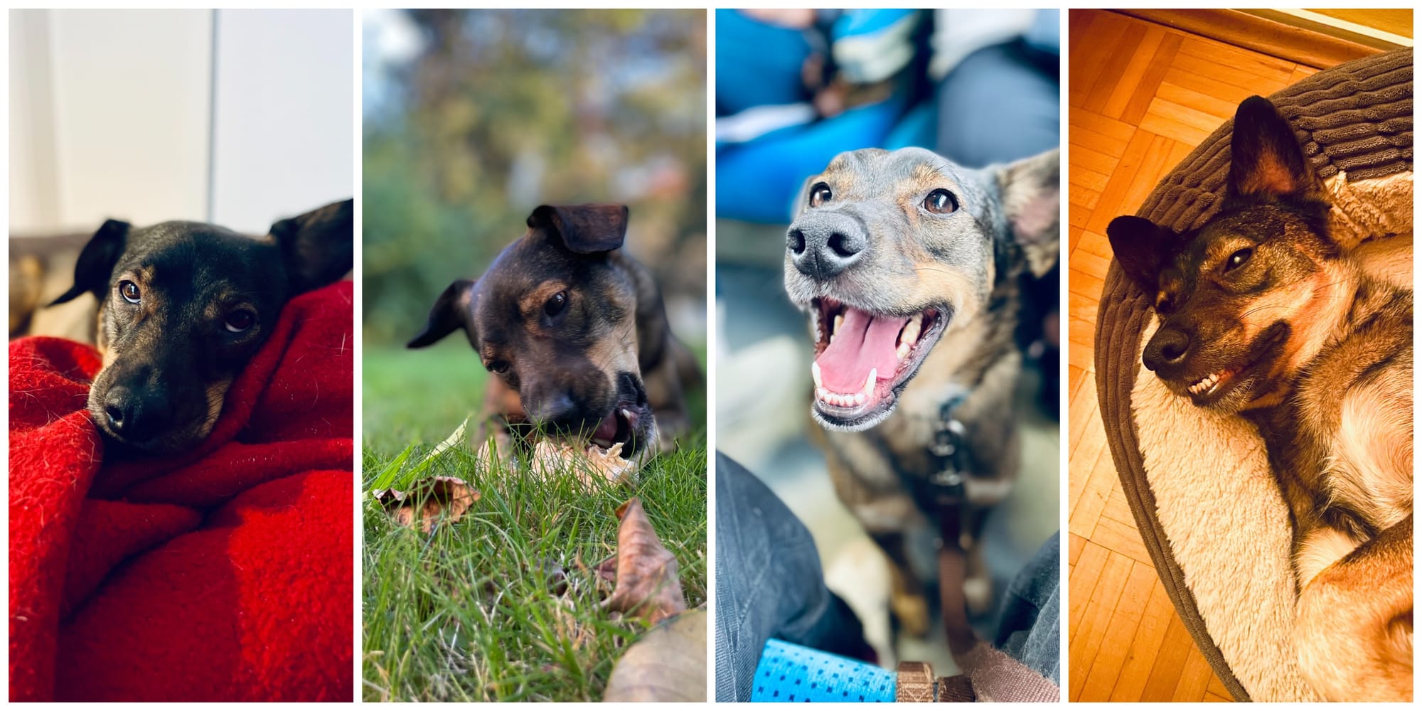 Four faces of Smyku